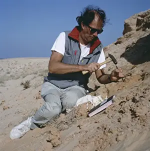 Scientist At Work Drucke: Palaeontologist at work