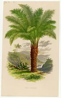 Antique Botanical Illustrations Drucke: Palm Tree Sago 19C