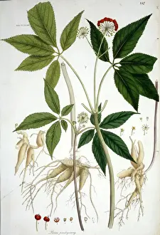 Pfingstginseng-Pseudobohne, Tientchigingsang