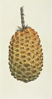 Botanical Drawings China Drucke: Pandanus sp