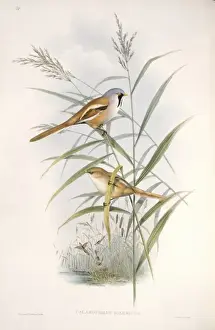 Hand Coloured Lithograph Drucke: Panurus biarmicus, bearded tit