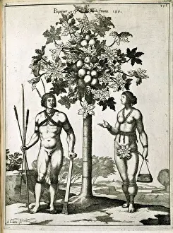 Zitrusbaum