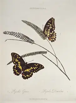 Lepidoptera Illustrations Drucke: Papilio epius