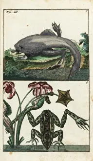 Zoology Historical Illustrations Drucke: Paradoxical frog and Labyrinthine toad-frog