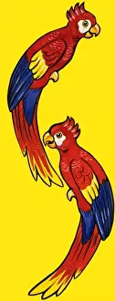 Colorful Bird Pictures Drucke: Parrots