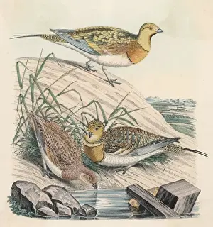 British Countryside Animals Drucke: Partridges 1860