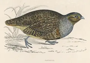 Game Bird Species Drucke: Partridges (Morris)