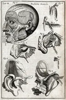 Medical History Prints Online Drucke: Parts of the head