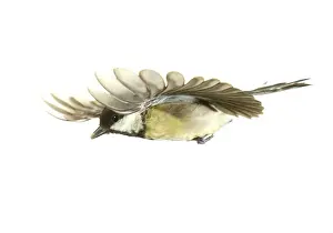 Drucke von Ein Kohltit (Parus ater), im Flug, UK; Fotografiert von Frank Greenaway Echte Titten Drucke: Kehrwachse schwarz, Kohlspatze