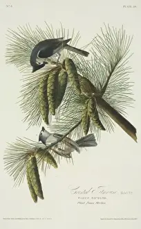 Drucke von Platte 39 aus Johns James Audubons Vögel von Amerika, Original doppelter Elefantenfolie (1827-30), Handfarben Aquatinta. Gegraviert und gedruckt und farbigiert von R. Havell (& Sohn), London Echte Titten Drucke: Grünfuchsmaus