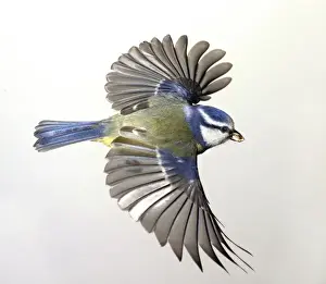 Frank Greenaway Photos Drucke: Parus caeruleus, blue tit
