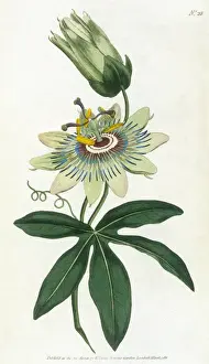 Blue Passion Flower Drucke: Passiflora Caerulea