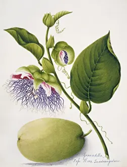 Dicotyledonous Flowering Plants Drucke: Passiflora quadrangularis, granadilla