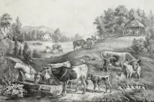 Farming Equipment Drucke: The pasture in summer: the drinking trough