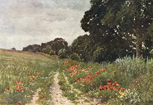 Country Lane Transport Drucke: Path in Poppy Field
