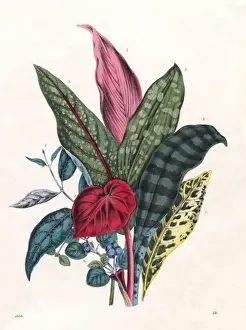 Tropical Plant Leaves Drucke: Patterned Foliage, 1860