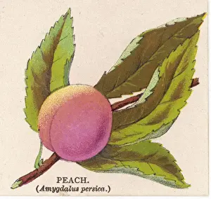Fruit Illustration Drucke: A PEACH