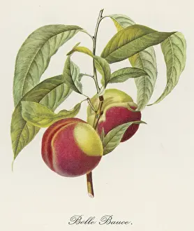 Kirschbaum : Belle Bauze
