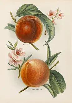PEACHES