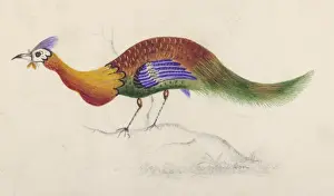 Unique Bird Species Drucke: Is it a Peacock ???