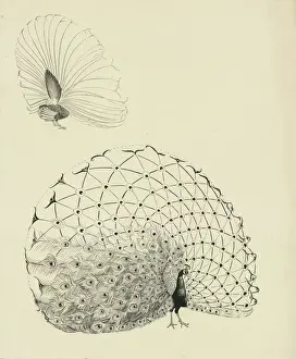 Peacock Display Drucke: Peacock in display