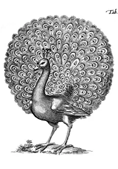 Pavo Cristatus Species Drucke: Peacock Displaying 1650