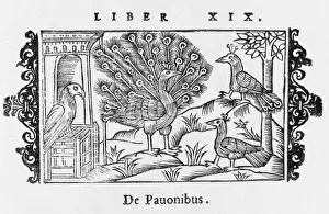 Scandinavian Birds Of Prey Drucke: Peacock Displaying