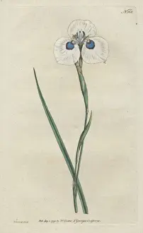Botanical Magazine Art Drucke: Peacock iris, Moraea aristata