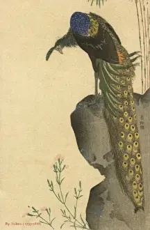 Peacock Feathers Drucke: Peacock Trailing