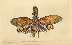 Handcolored Engravings Drucke: Peanut-headed lanternfly, alligator bug, great
