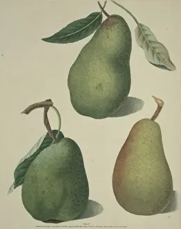 Dicotyledon Flowering Plants Drucke: The Pear