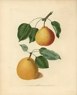 Apfelarten, Pyrus communis