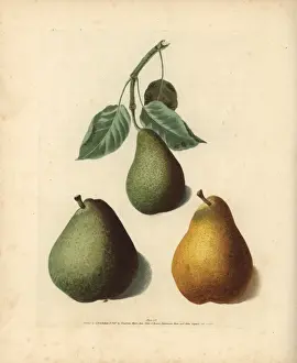 Apfelarten, Pyrus communis