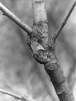 Camouflaged Moth Drucke: Pebble Prominent Moth
