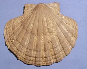 Bivalve Mollusc Drucke: Pecten sp. scallop