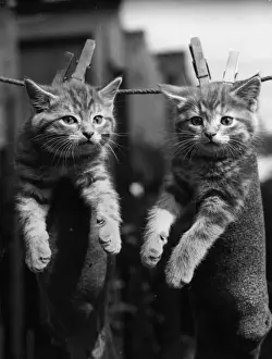 Vintage Cat Photography Drucke: Pegged Kittens