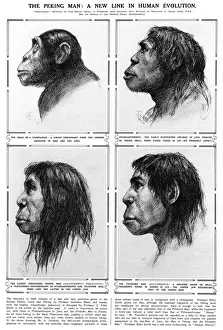 Pekinger Mensch Ein neuer Knoten im menschlichen Evolutionsprozess