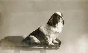 Pekingese Dog Breed Drucke: Pekingese Circa 1915