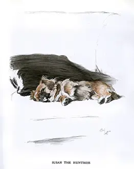 Pekingese Dog Breeds Drucke: Pekingese dog lying on a sofa