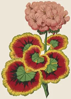 19th Century Botanical Prints Drucke: Pelargonium / Geranium