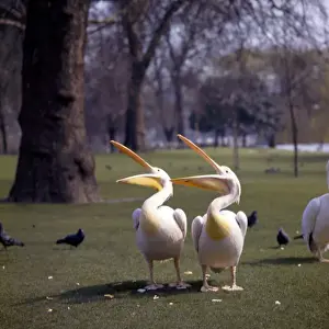 Zwei Pelikane in einem Park.