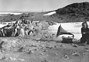 Drucke von Vögel der Art Pinguin hören auf dem Grammophon im Sommer. Datum: 1908 - 1909 Pinguine Drucke: Penguiine und Phonograph