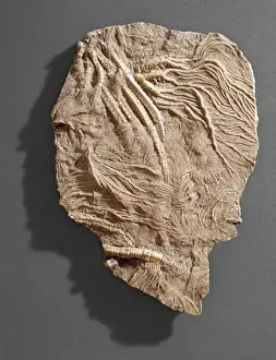 Ancient Sea Creatures Drucke: Pentacrinites, crinoid