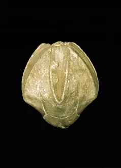 Drucke von Seitenansicht eines Exemplars aus dem Karbon (Mississippium), Illinois, USA - Länge 4 cm. Blätterfische sind erloschene marine Invertebraten und gehören zur Phylum Echinodermata Macropodidae Drucke: Pentrimitites robustus, Blastoid