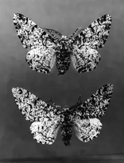 Moth Species Drucke: Peppered Moths