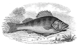 Victorian Era Fish Illustration Drucke: A Perch, 1846