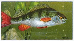Perch, Morris, 1928