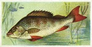 Marine Life Drucke: PERCH / PLAYERs / 1903