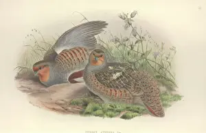 Drucke von Platte 13 aus Johns Gouls Die Vögel Großbritanniens, Band IV (1873). Händisch gefärbte Lithografie Rebhuhn Drucke: Weißwachtel