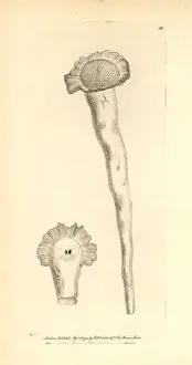 Handcolored Prints Online Drucke: Perforated serpula, Serpula perforata